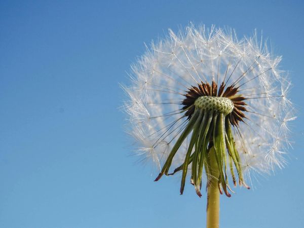 Close-up of a dandelion with seeds blowing away, symbolizing breath.